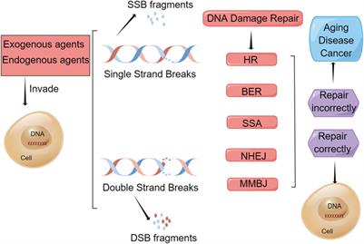 DNA Damage Repair and Current Therapeutic Approaches in Gastric Cancer: A Comprehensive Review